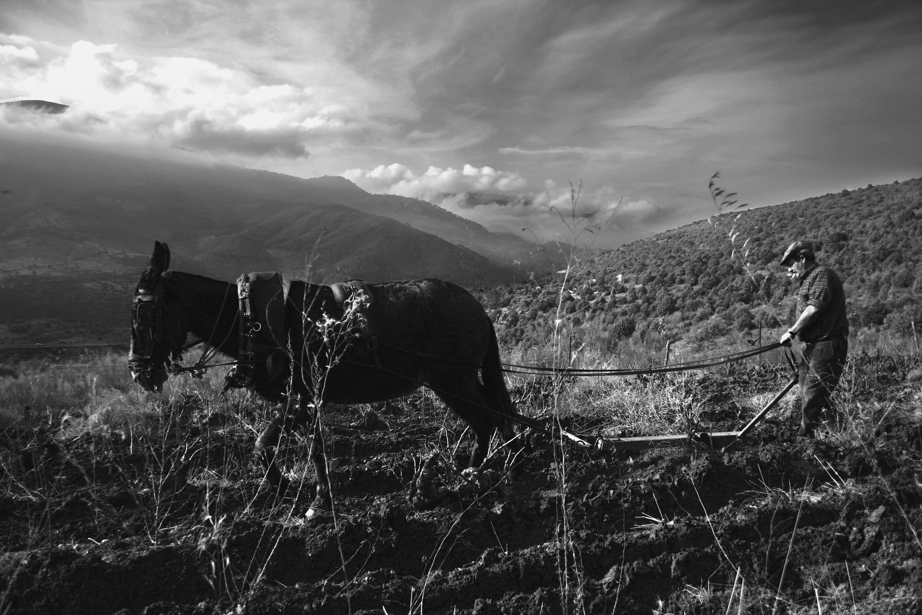 Parched + Side Piece Present: Curro Barreño (Vitícola Mentridana & Fedellos)
